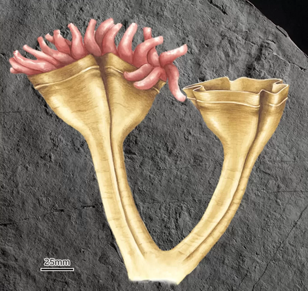 najstariji fosil predatora